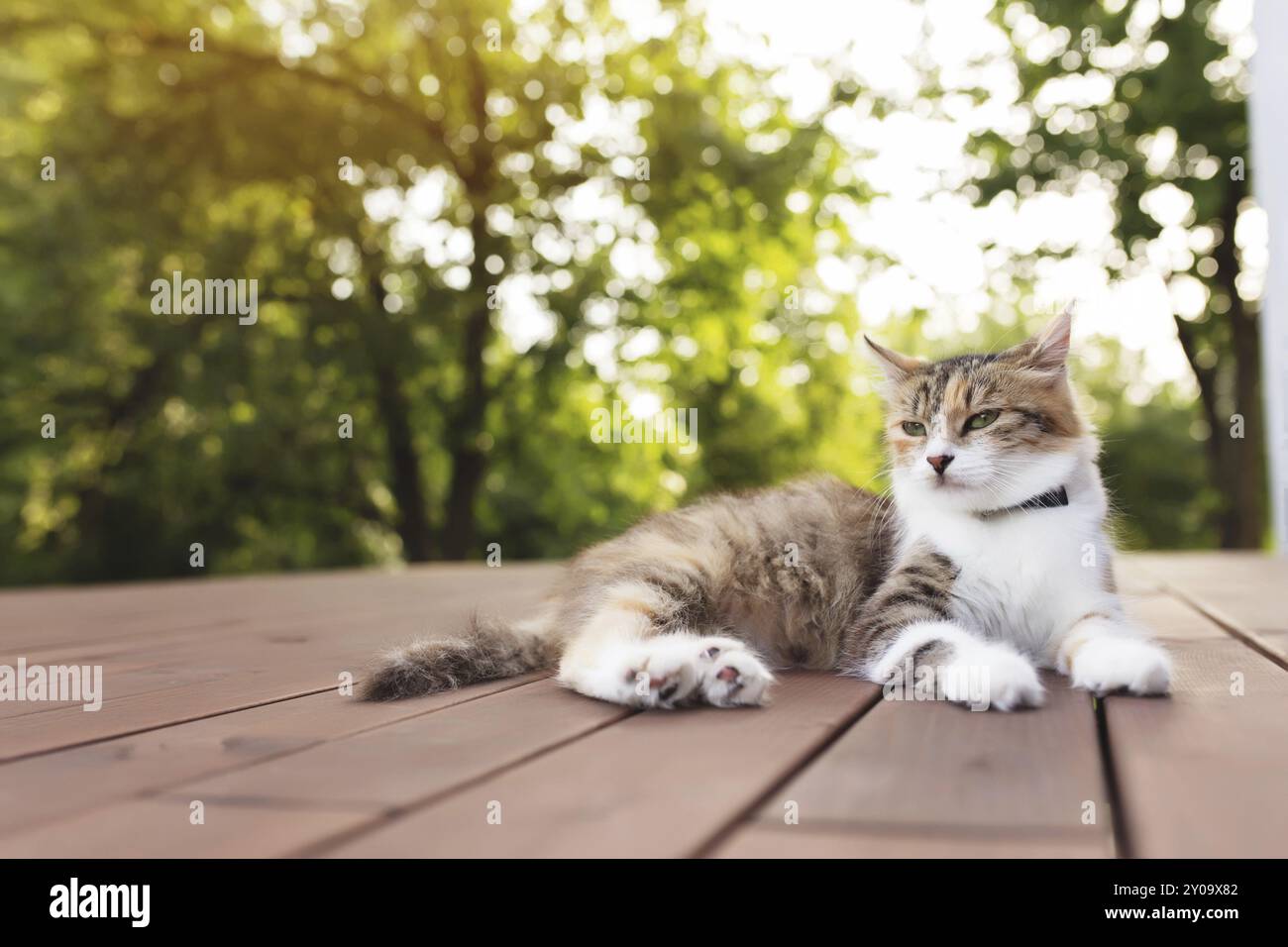 Le magnifique chat tricolore se trouve sur une terrasse en bois marron avec un fond vert flou.Joyeux chat couché.Concept d'animal de compagnie sain et heureux Banque D'Images
