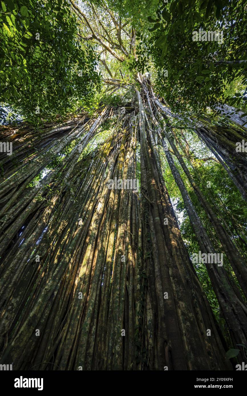 Racines suspendues d'une figue étrangleuse géante (Ficus americana), regardant vers le haut, dans la forêt tropicale, parc national du Corcovado, Osa, province de Puntarena, Costa Banque D'Images
