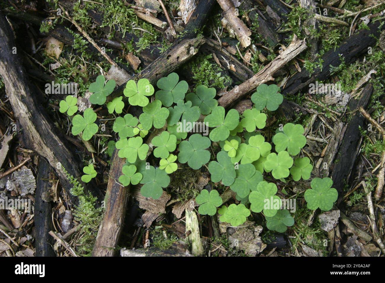 Trèfles dans la forêt Banque D'Images