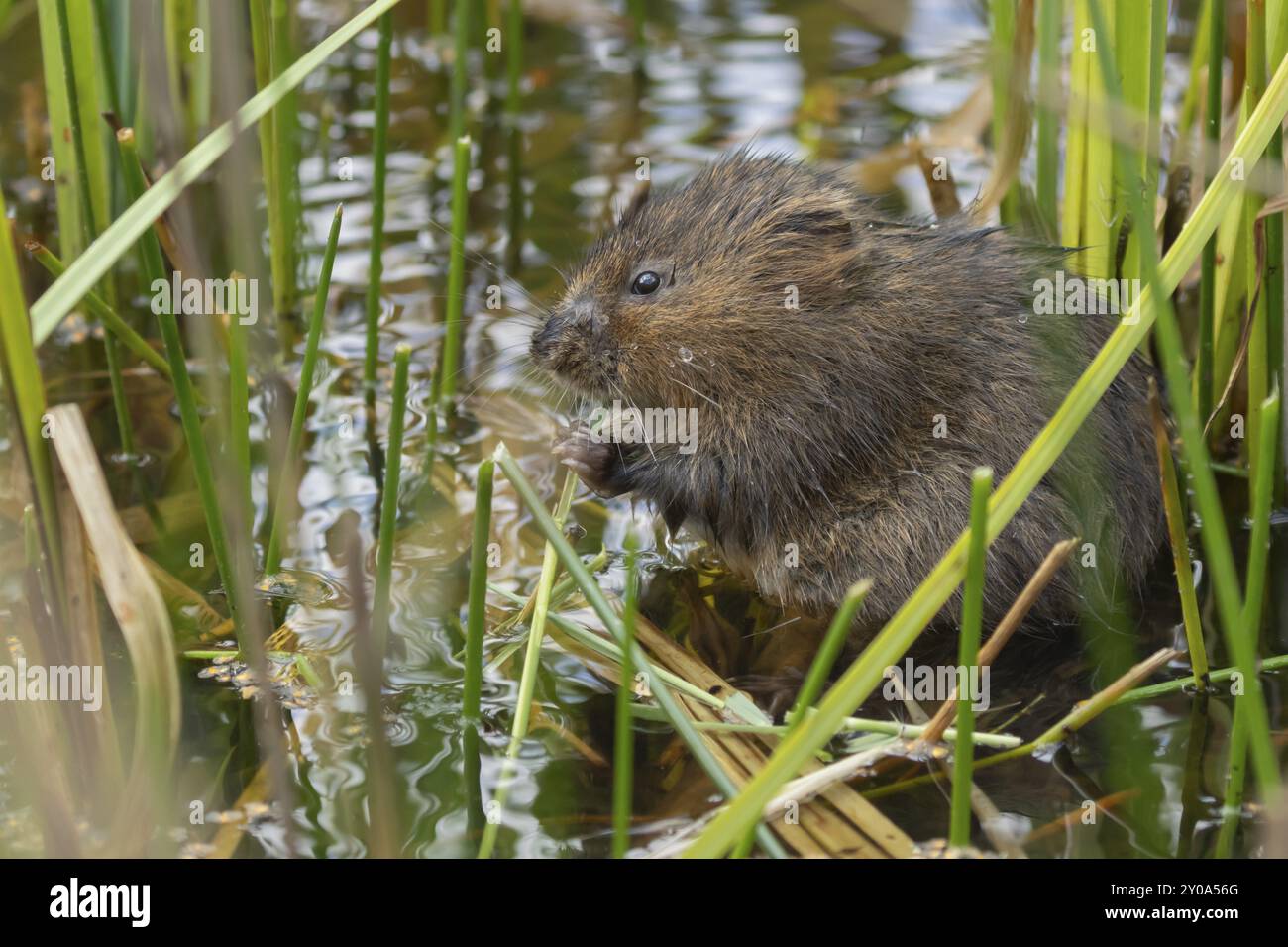 Campagnol d'eau (Arvicola amphibius) animal adulte se nourrissant sur une tige de roseau dans un étang en été, Suffolk, Angleterre, Royaume-Uni, Europe Banque D'Images