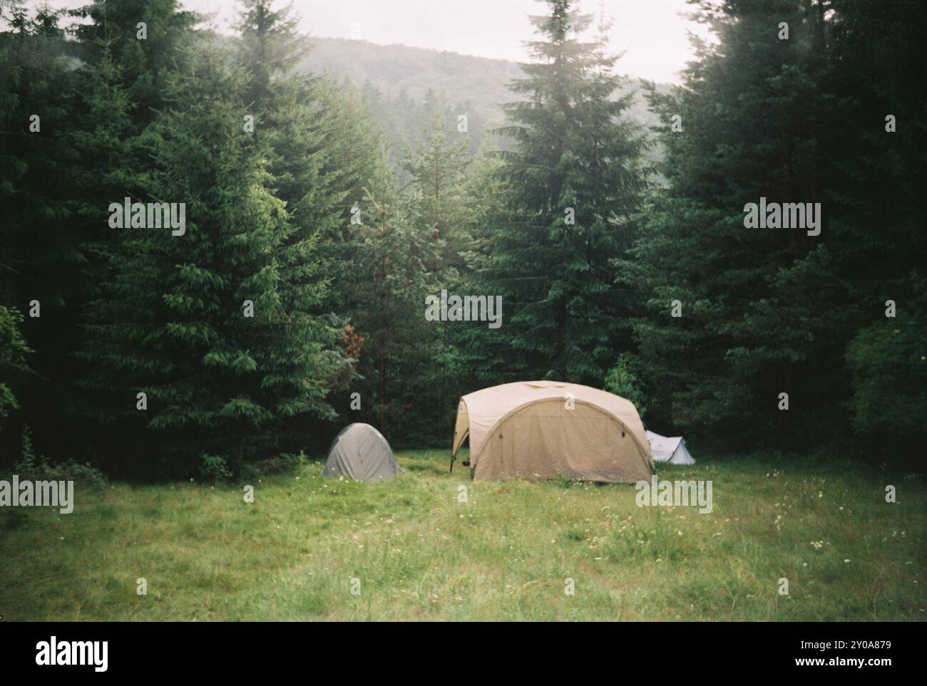 Camping dans les bois, Roumanie Banque D'Images