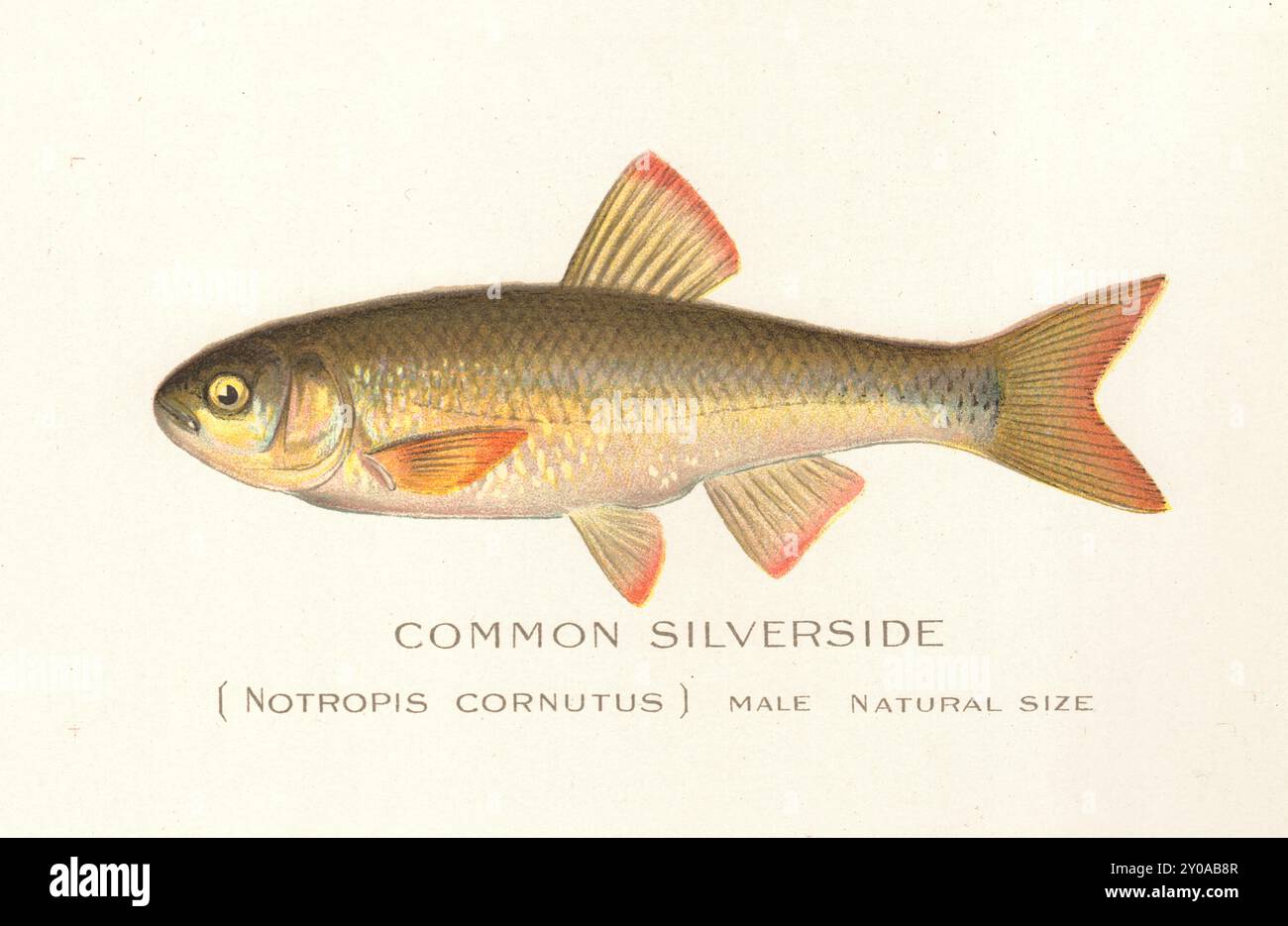 Tirage de poisson lithographié en couleur par Sherman Foote Denton Banque D'Images