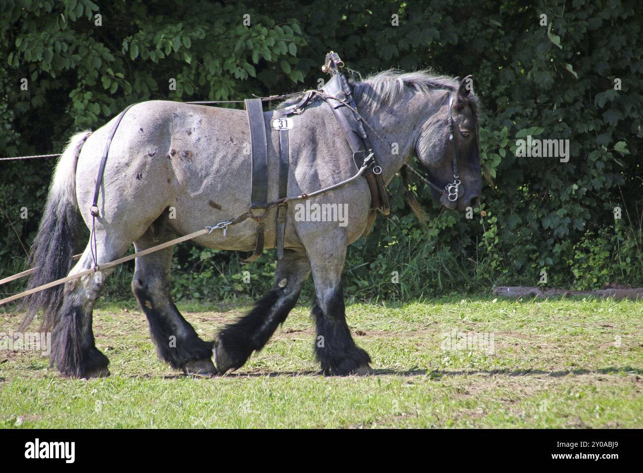 Brabant Flamand Banque D'Images