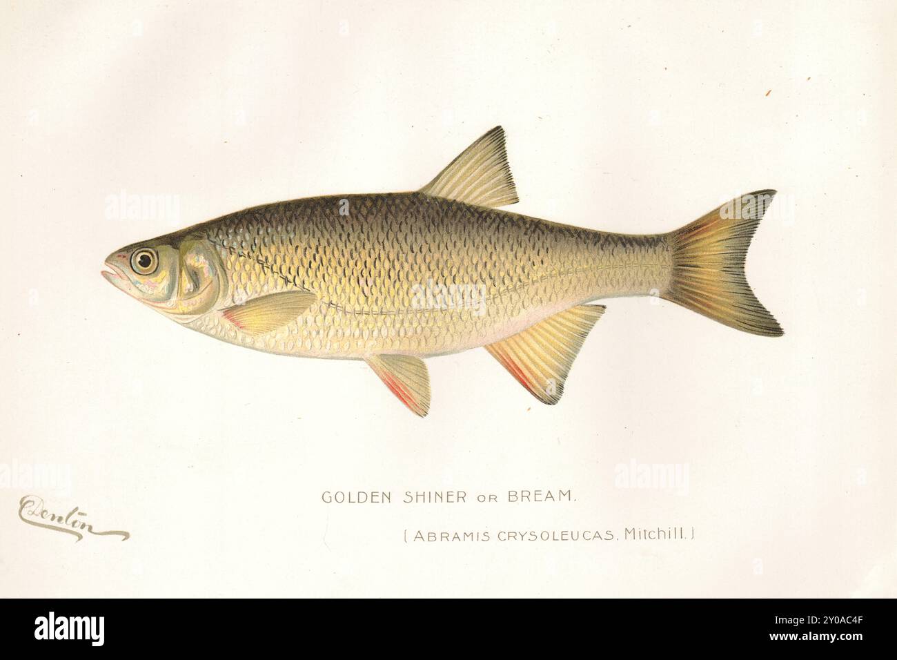 Tirage de poisson lithographié en couleur par Sherman Foote Denton Banque D'Images