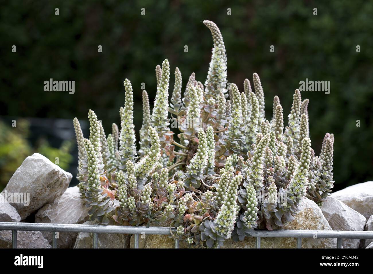 Foolscap chinois (Orostachys Iwarenge) Banque D'Images