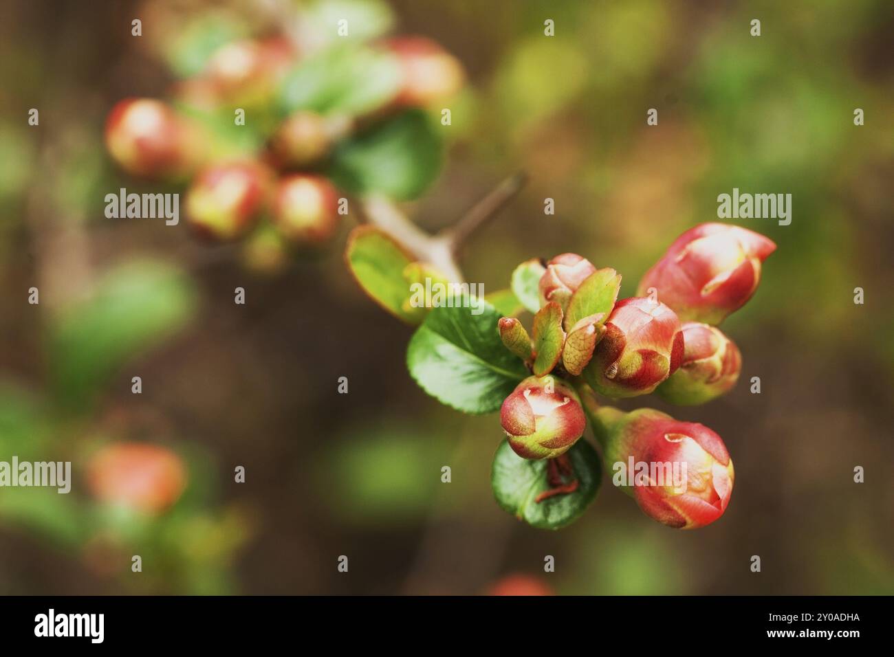 Bourgeons d'un coing ornemental Banque D'Images
