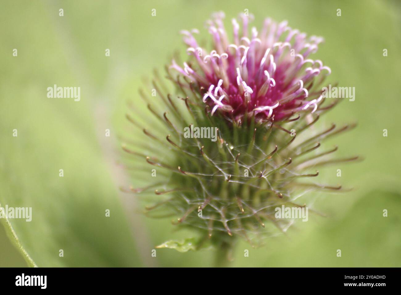 chardon Banque D'Images