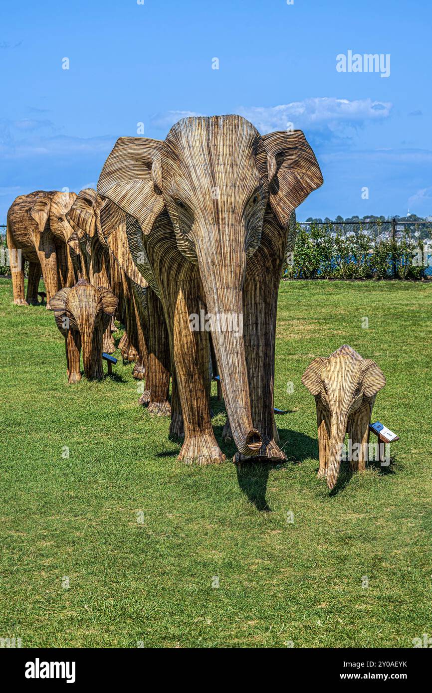 La migration des grands éléphants Banque D'Images