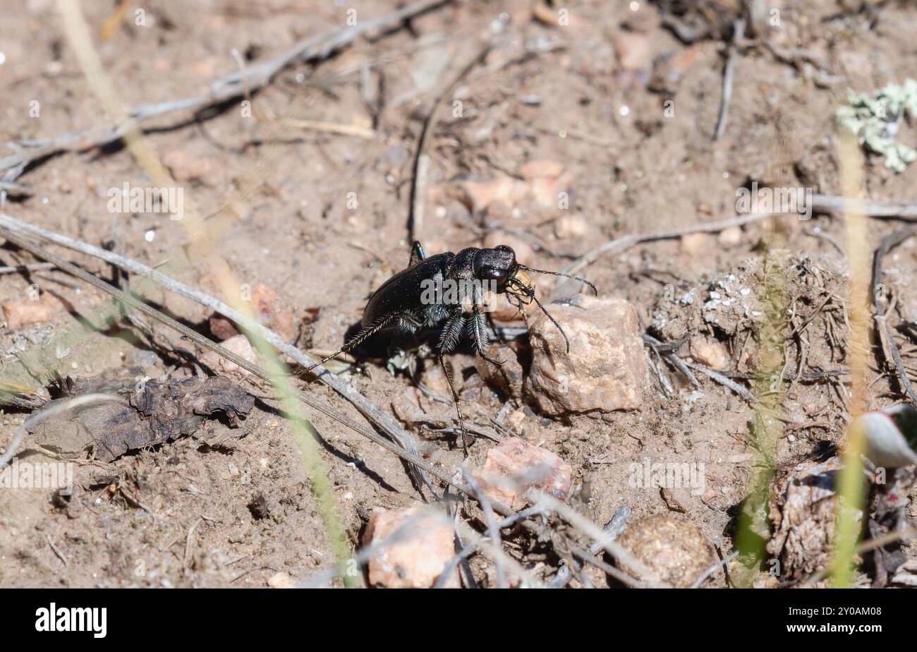 Un coléoptère tigre boréal à longues lèvres Cicindela longilabris perché sur le sol dans le Colorado Banque D'Images