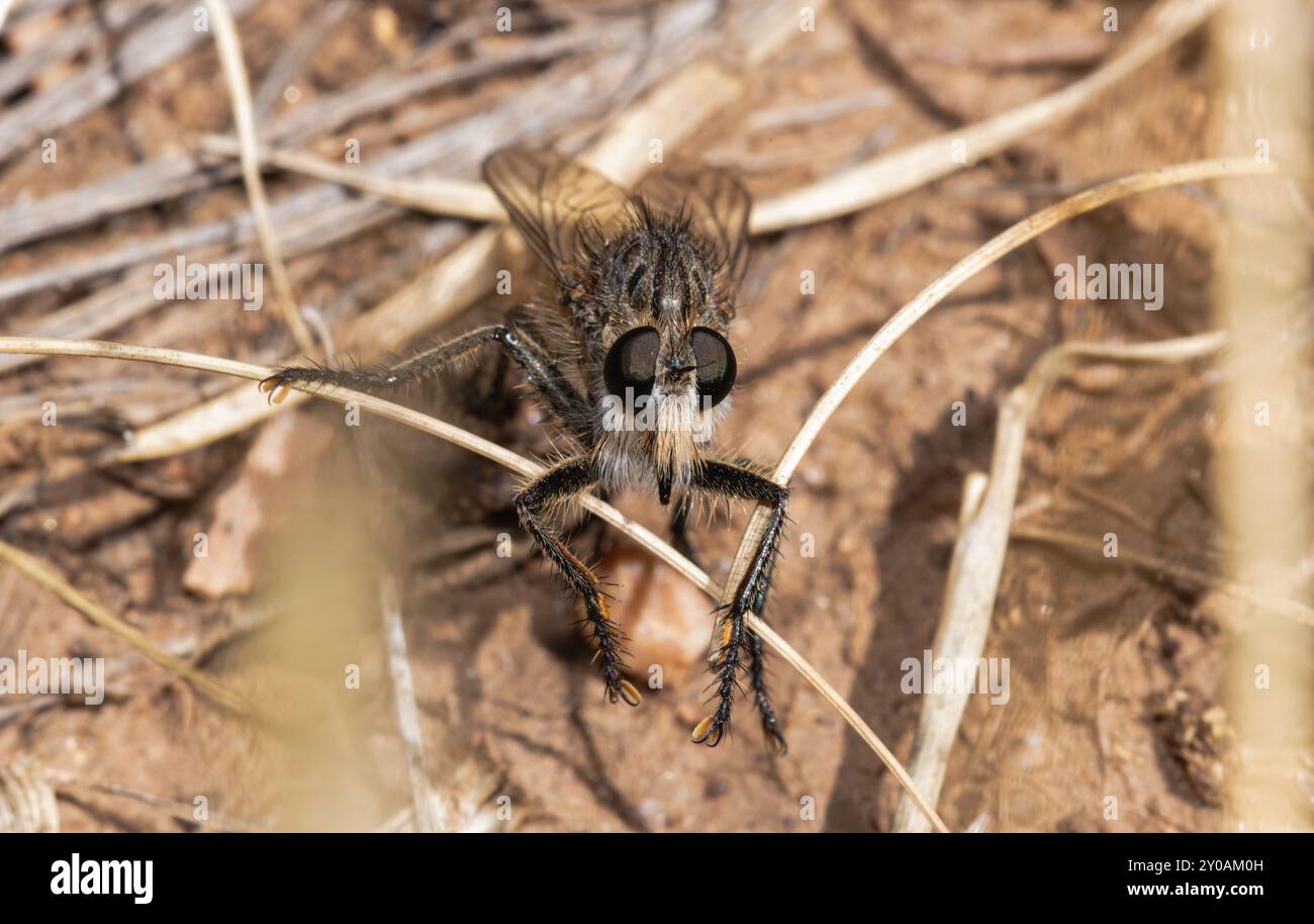 Une mouche voleuse Efferia perchée parmi des bâtons secs dans son habitat naturel au Colorado. Banque D'Images