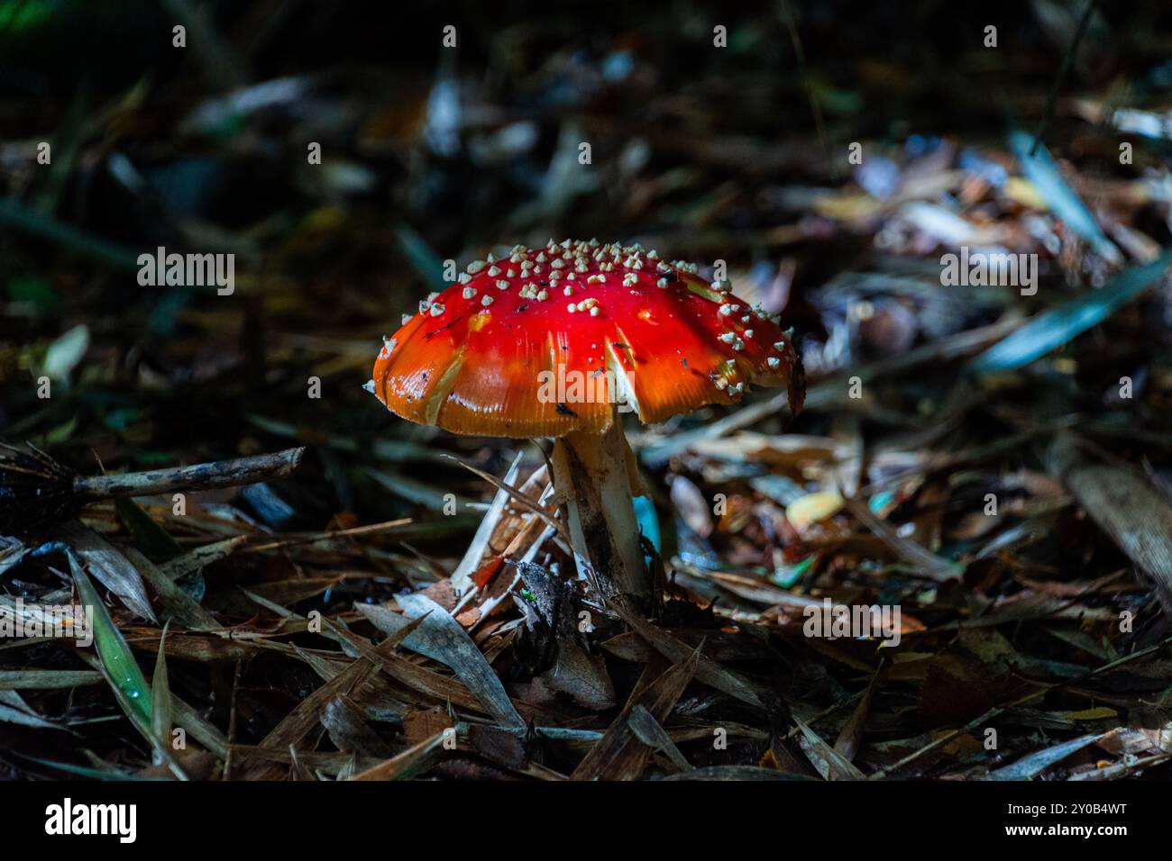 Magnifique spécimen d'Amanita muscaria dans une forêt du sud du Chili. Ses couleurs et détails sont parfaitement appréciés. Banque D'Images