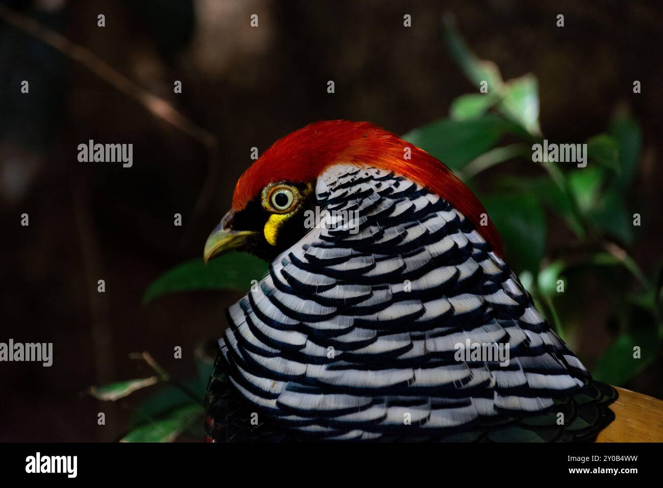 Une grande variété de couleurs vives que la belle Amherst Pheasant possède. Ce bel oiseau pose pour la caméra et montre toute sa beauté. Banque D'Images