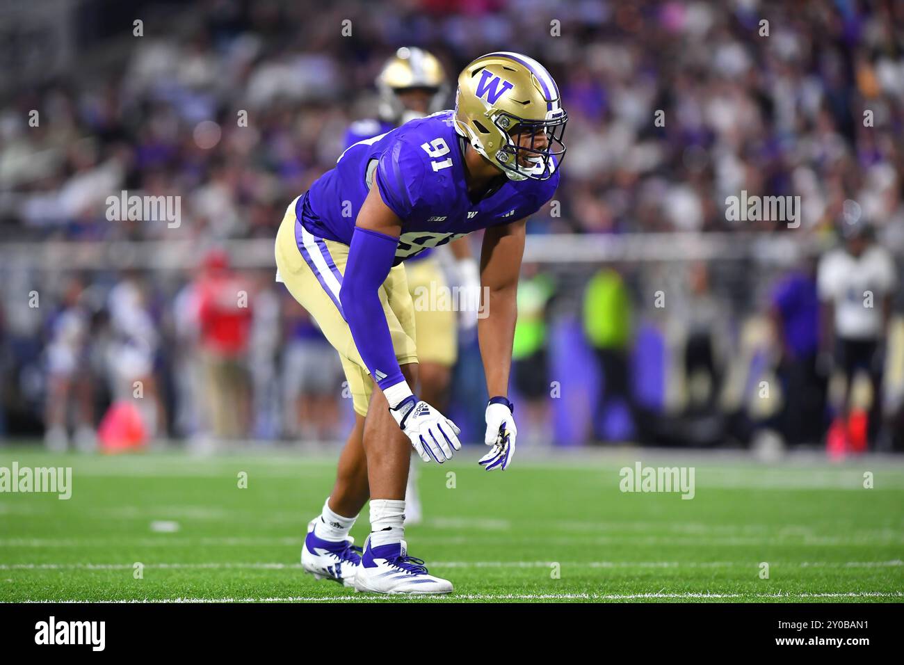 Seattle, États-Unis. 31 août 2024. Le 31 août 2024 : les Huskies de Washington bordent Isaiah Ward (91 ans) pendant le match de football NCAA entre les Huskies de Washington et les Wildcats de Weber State au Husky Stadium de Seattle, WA. Washington bat Weber State 35-3. Steve Faber/CSM/Sipa USA (crédit image : © Steve Faber/Cal Sport Media/Sipa USA) crédit : Sipa US/Alamy Live News Banque D'Images