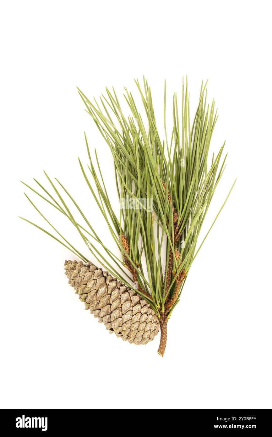La direction générale et les cônes de pin isolé sur fond blanc. Pinus echinata Banque D'Images