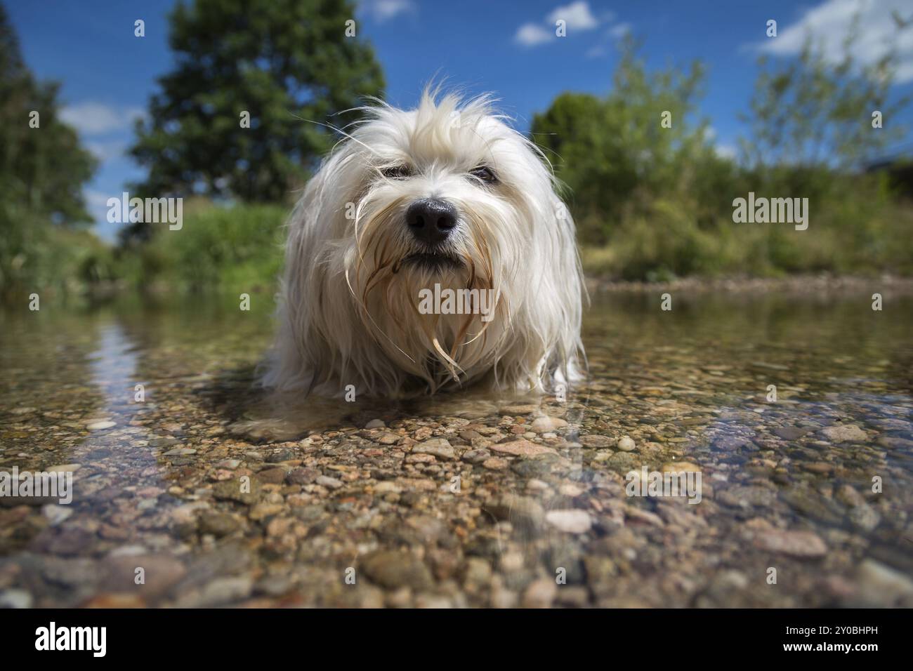 Un Havanais blanc fait de la place dans l'eau et se rafraîchit vraiment par une journée ensoleillée et chaude. À travers l'eau, vous pouvez voir les cailloux et un niveau de pot eau su Banque D'Images