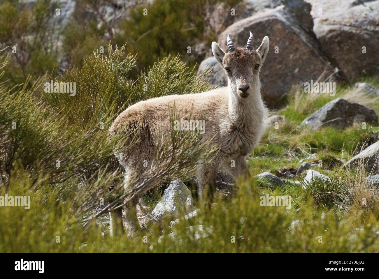 Un jeune bouillon se dresse dans un paysage montagneux entouré de rochers et de verdure, le bouillon de Gredos (Capra pyrenaica victoriae), le bouillon espagnol (Capra pyrenaic Banque D'Images