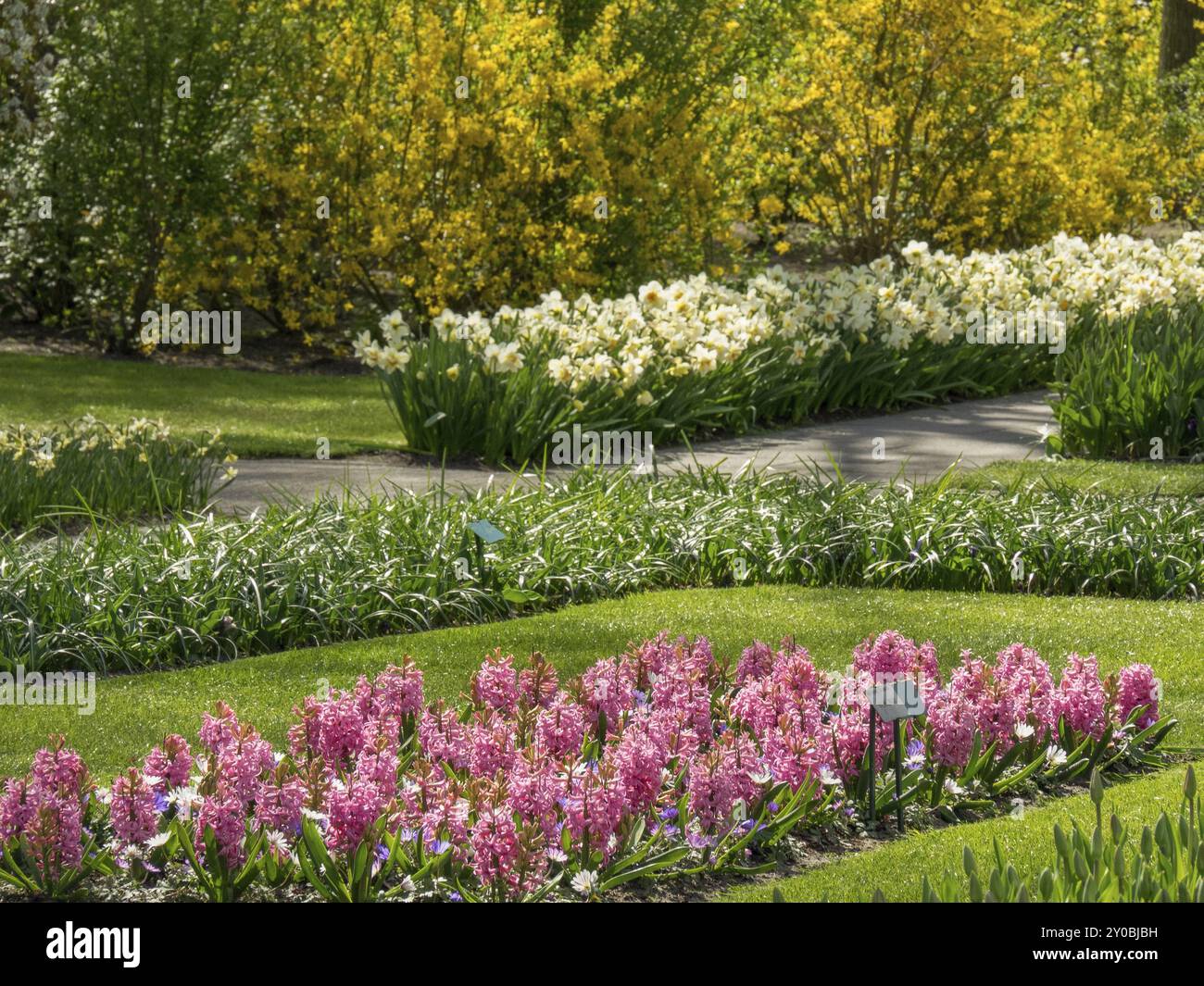 Jacinthes roses et jonquilles blanches dans un jardin bien entretenu, Amsterdam, pays-Bas Banque D'Images