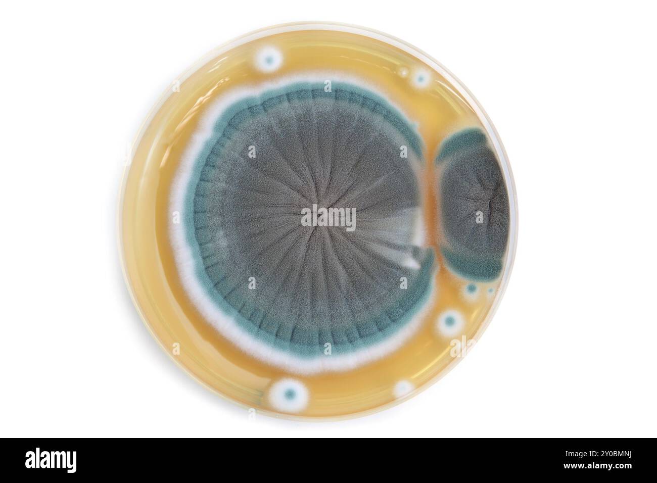 Colonie de champignons sur plaque d'agar en laboratoire sur fond blanc Banque D'Images
