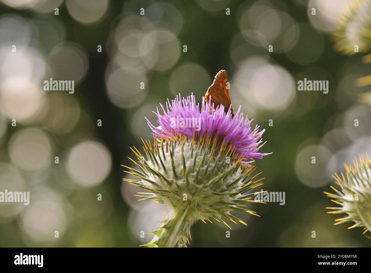 Fleur de chardon, gros plan, chardon de coton, chardon, Cirsium eriophorum, Onopordum acanthium, chardon de coton, chardon de coton Banque D'Images
