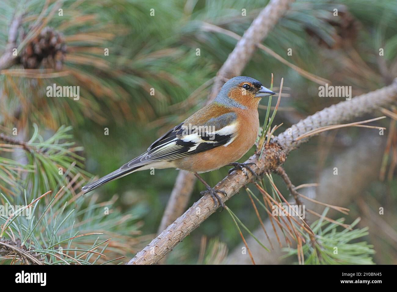 Chaffinch commun (Fringilla coelebs) sur un arbre/Chaffinch commun, Chaffinch commun (Fringilla coelebs) Banque D'Images