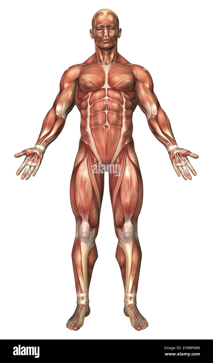 Anatomie du système musculaire masculin, vue de face Banque D'Images