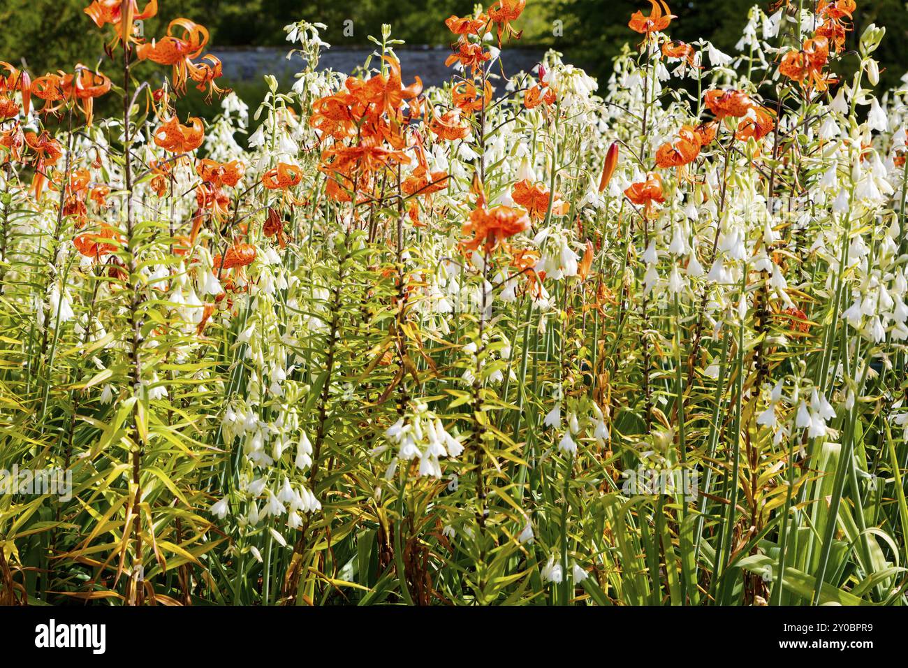 Lis de tigre dans le jardin fleuri Banque D'Images
