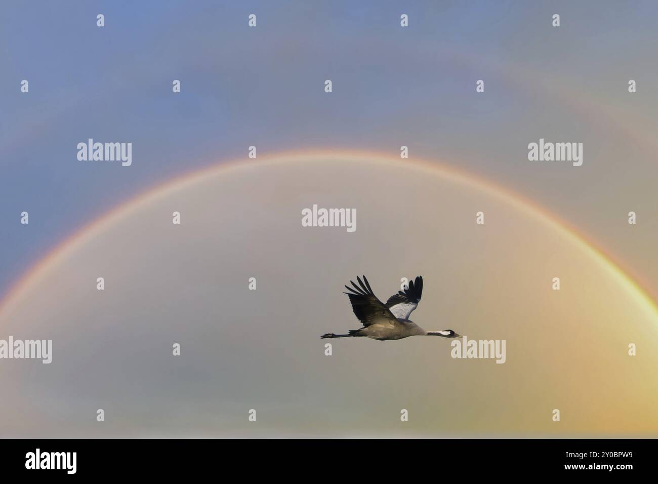 Les grues volent dans le ciel au coucher du soleil. Oiseaux migrateurs sur le Darss. Photo de la faune de la nature en Allemagne Banque D'Images
