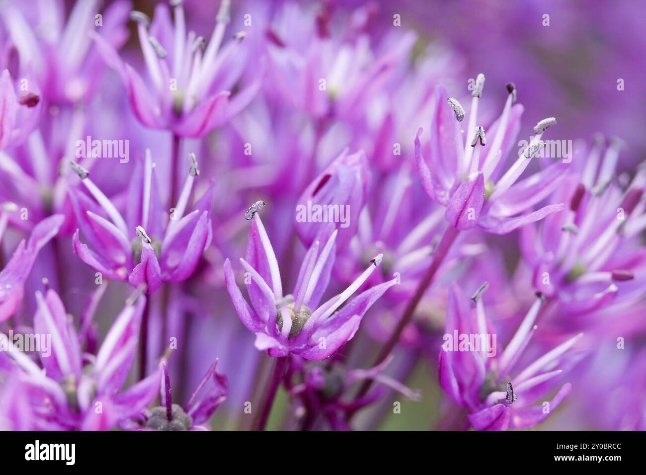 Rampe d'éblouissement, ouverture ouverte, macro Banque D'Images