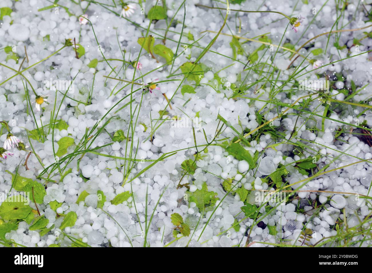 Wiese nach einem Hagelschauer.PEA taille grêle sur l'herbe et les feuilles d'arbre endommagées après la tempête de grêle Banque D'Images