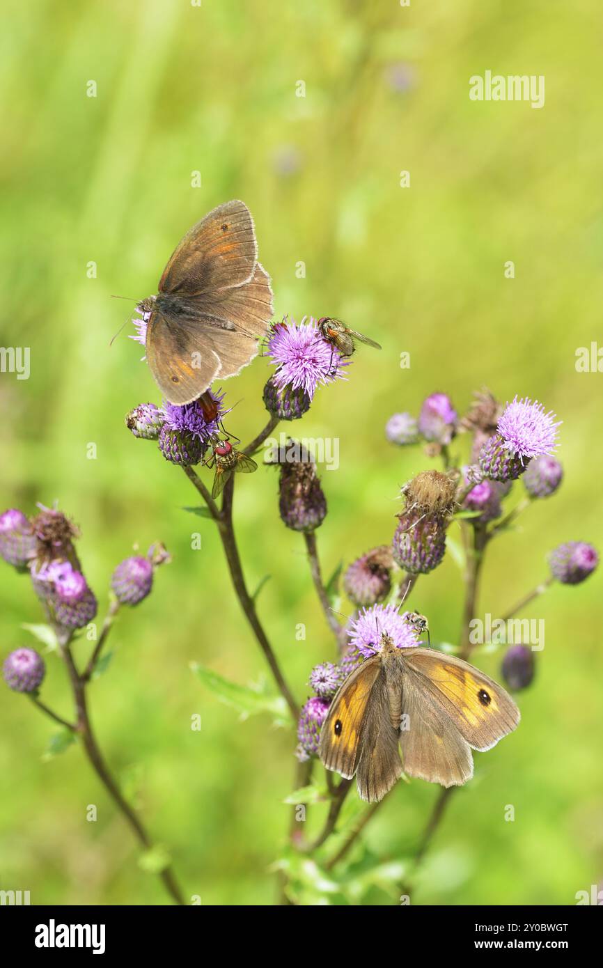 Grand oeil de boeuf (femelle) droite, mâle gauche, Maniola jurtina, mâle et femelle brun prairie Banque D'Images