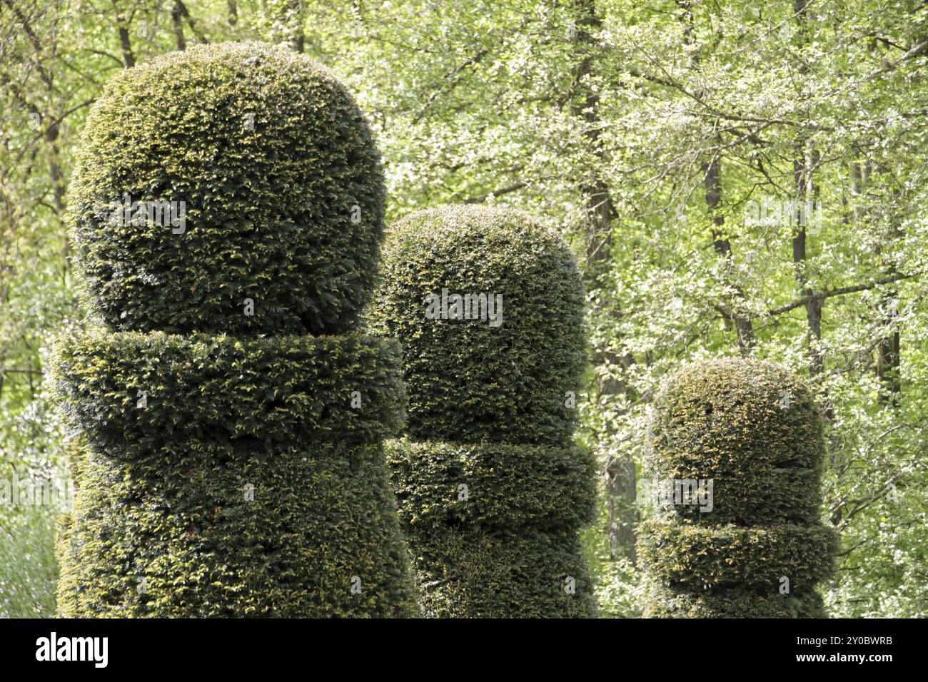 Jardin avec colonnes de buis Banque D'Images