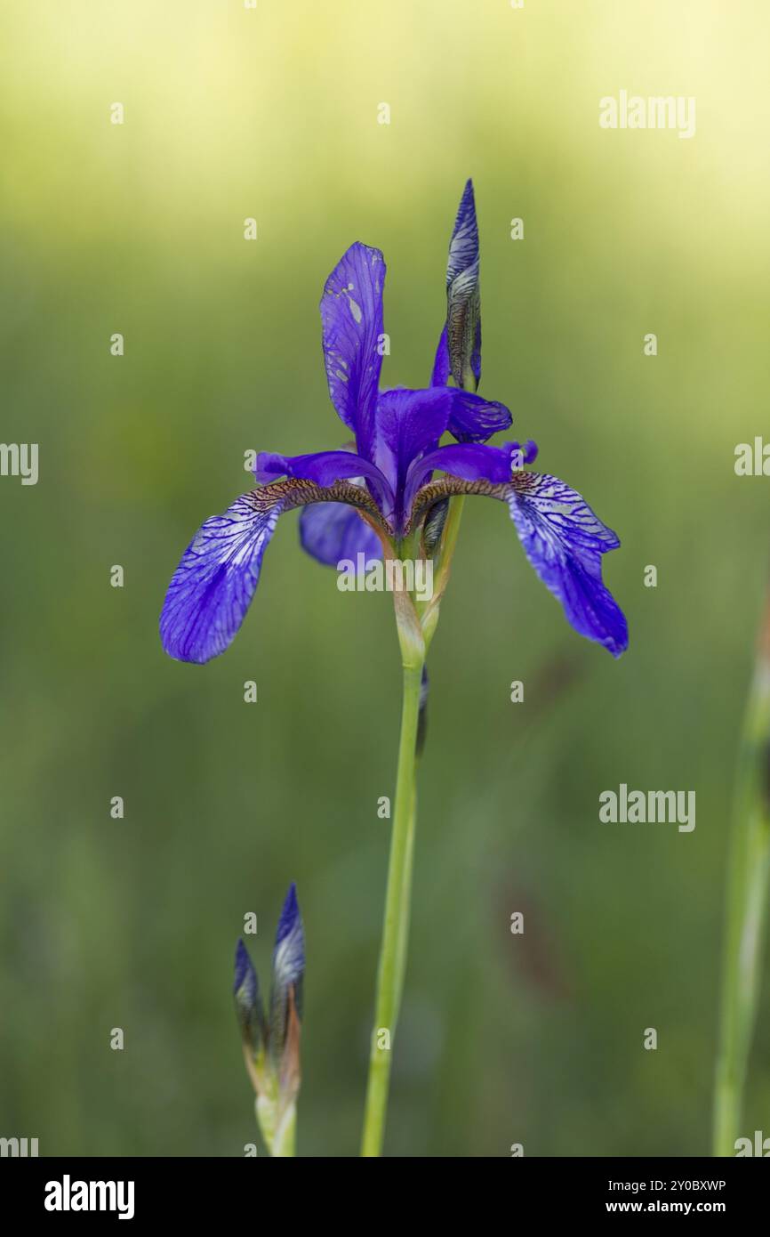 Iris de Sibérie, Iris sibirica, drapeau de Sibérie Banque D'Images