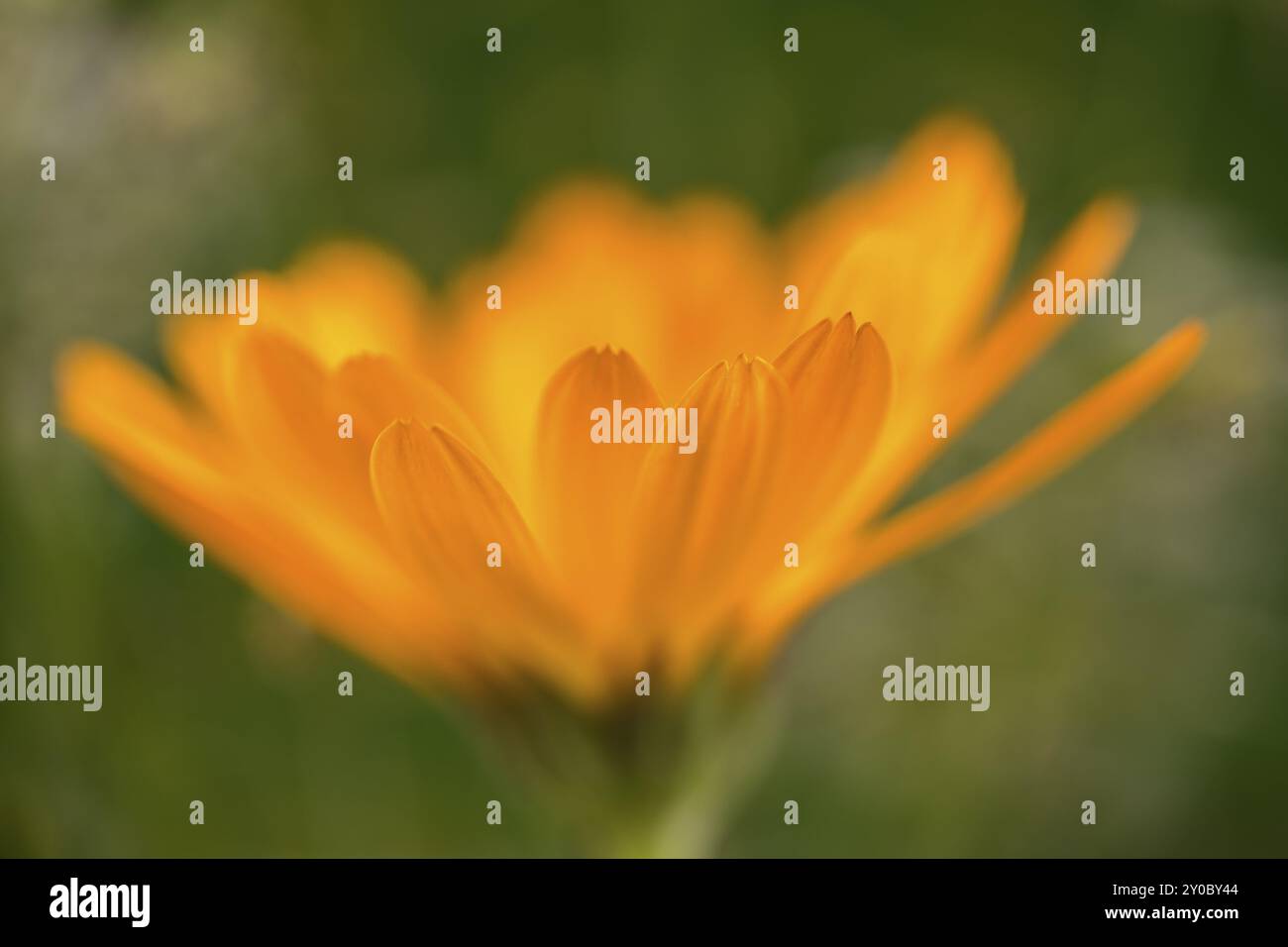 Marigold (photo macro) Banque D'Images