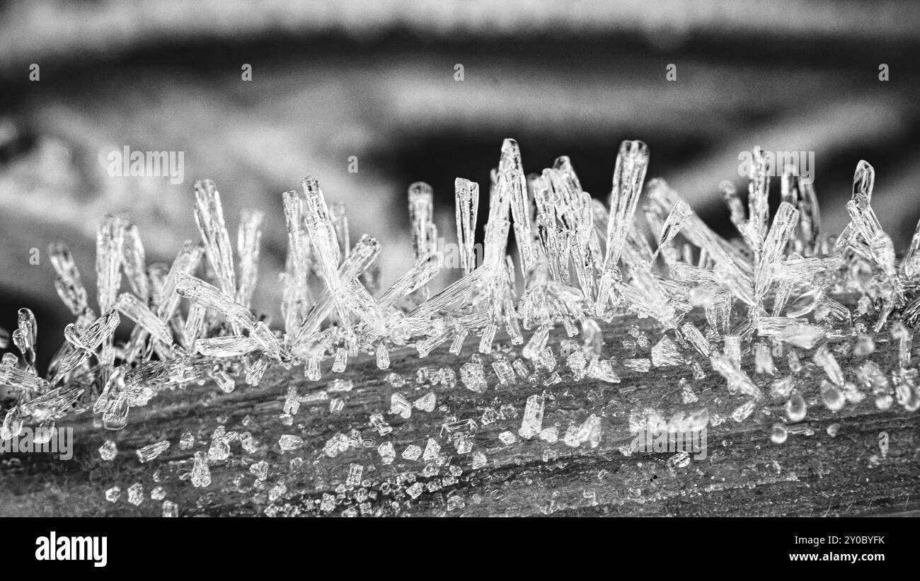 Cristaux de glace en noir et blanc, sur une lame d'herbe en hiver. Gros plan de l'eau gelée. Photo macro de la nature Banque D'Images