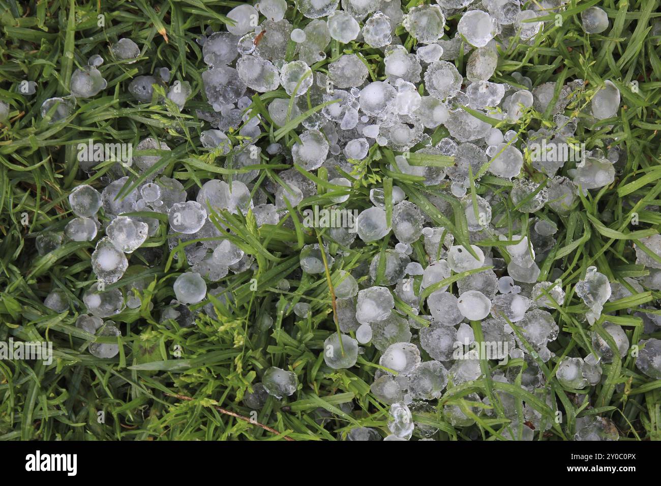 Grosses pierres de grêle couchées dans l'herbe après un orage violent Banque D'Images