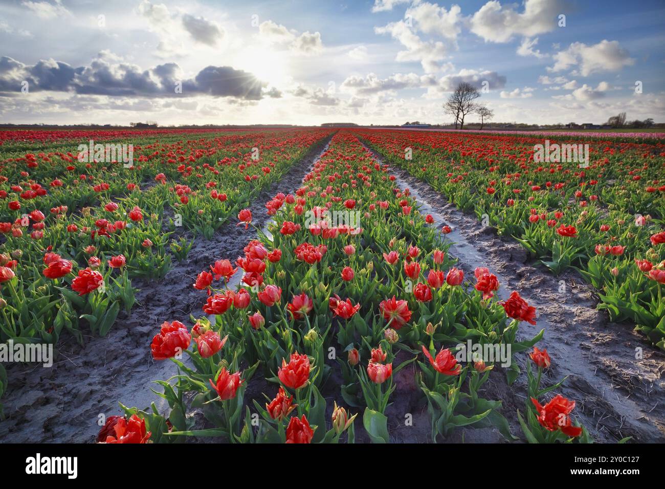 Soleil sur un champ de tulipes rouges aux pays-Bas Banque D'Images