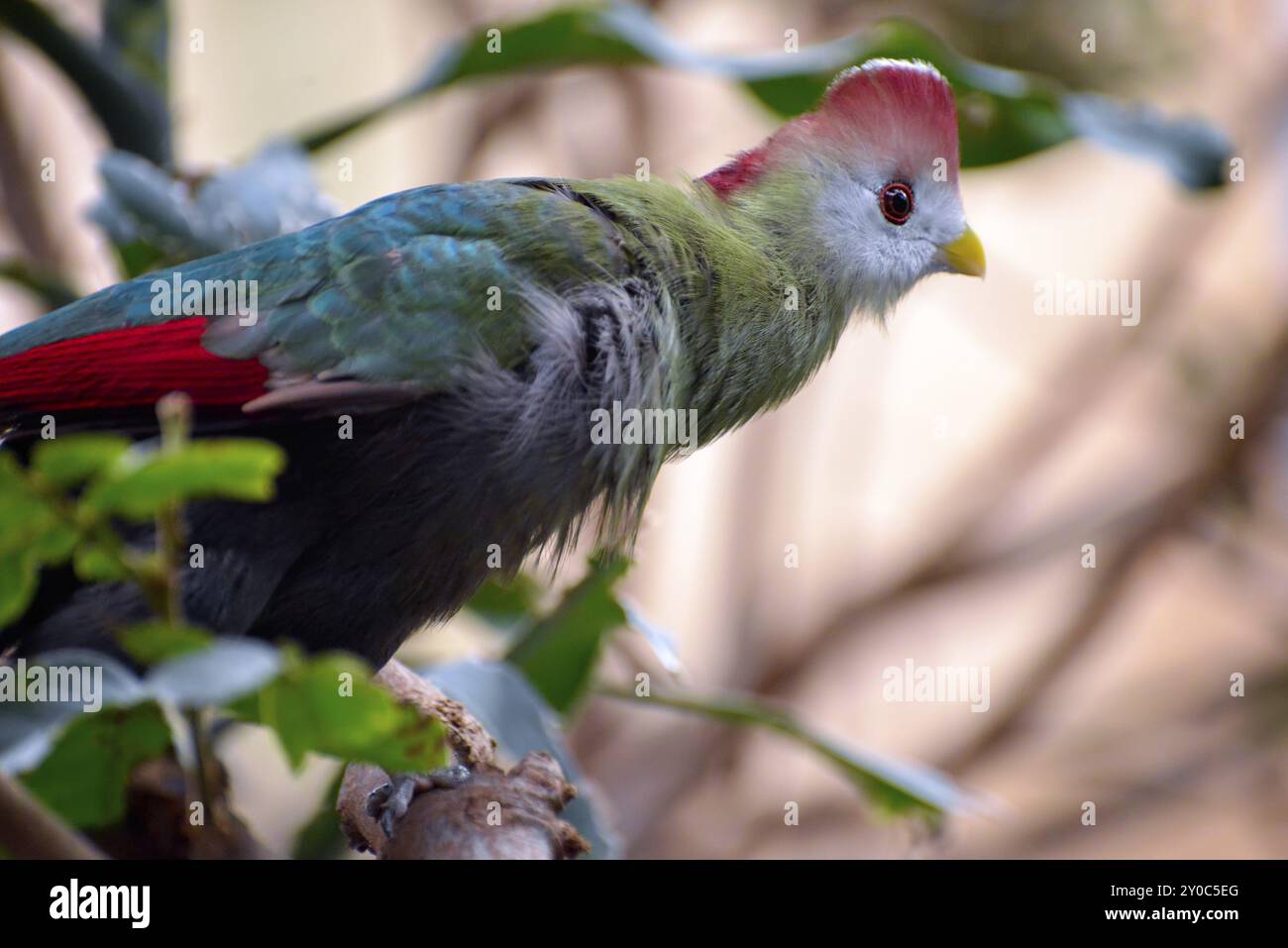 Turaco à crête rouge (Tauraco erythrolophus) reposant dans un arbre Banque D'Images