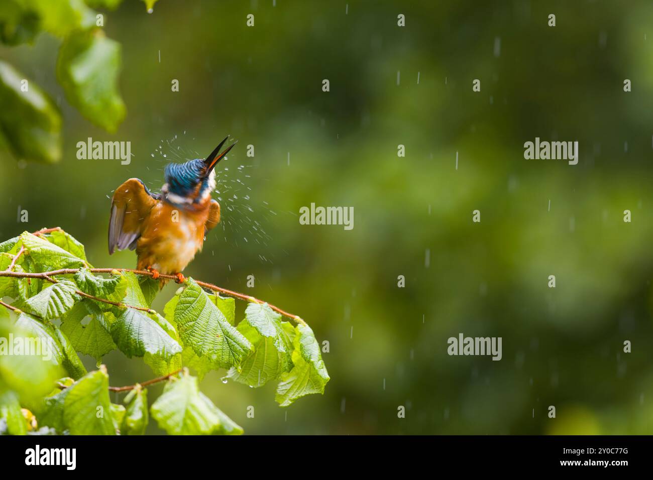 kingfisher Alcedo atthis, mâle adulte perché sur la branche secouant l'eau du corps, Suffolk, Angleterre, août Banque D'Images