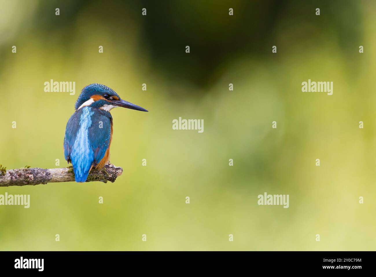 kingfisher Alcedo atthis, immature perché sur branche, Suffolk, Angleterre, août Banque D'Images