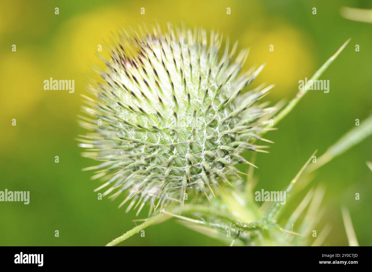 Chardon laineux, gros plan, chardon, Cirsium eriophorum Banque D'Images