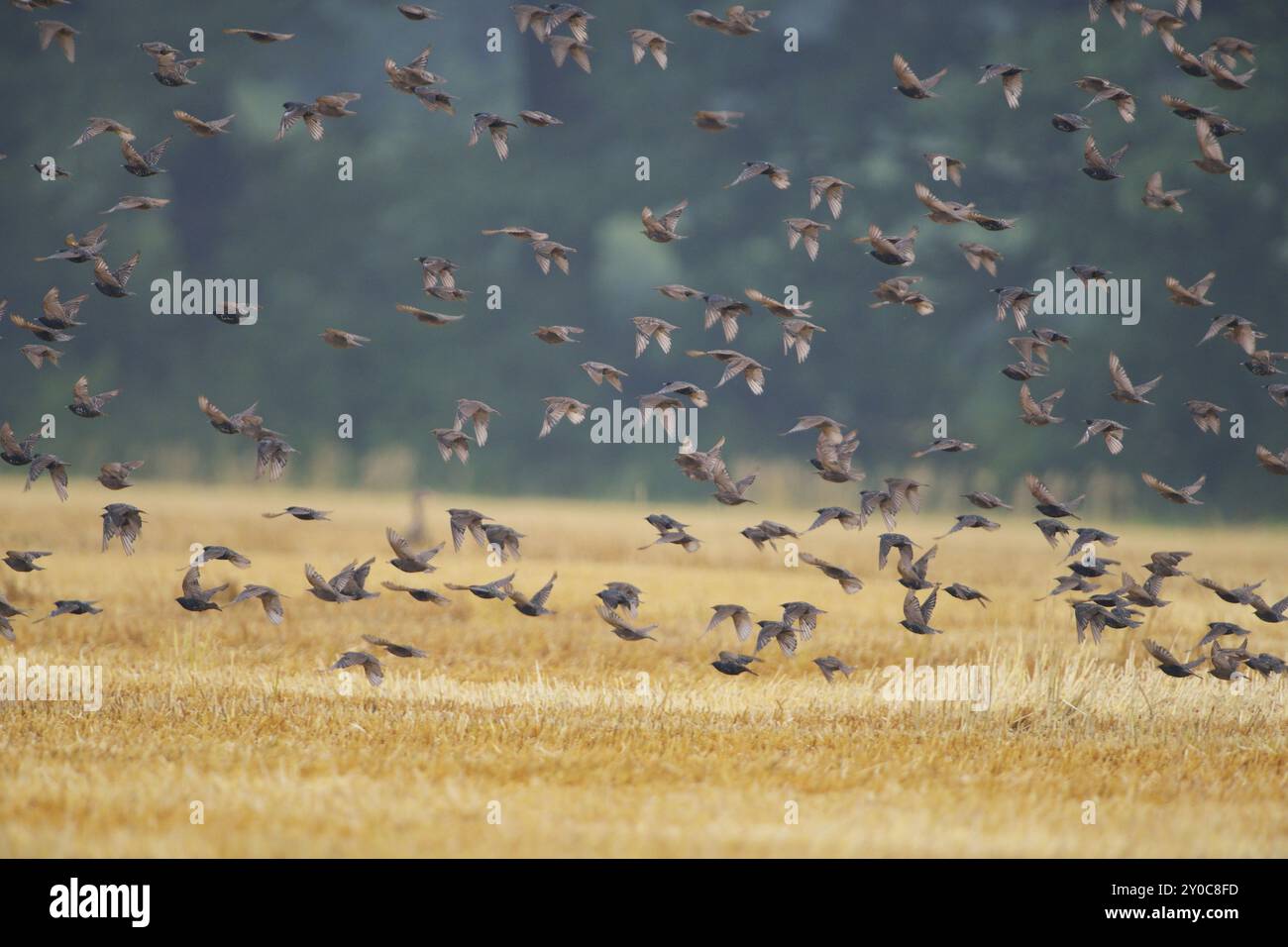 Étourneaux, volants en troupeaux, Sturnus vulgaris, étourneaux européens, passereaux Banque D'Images