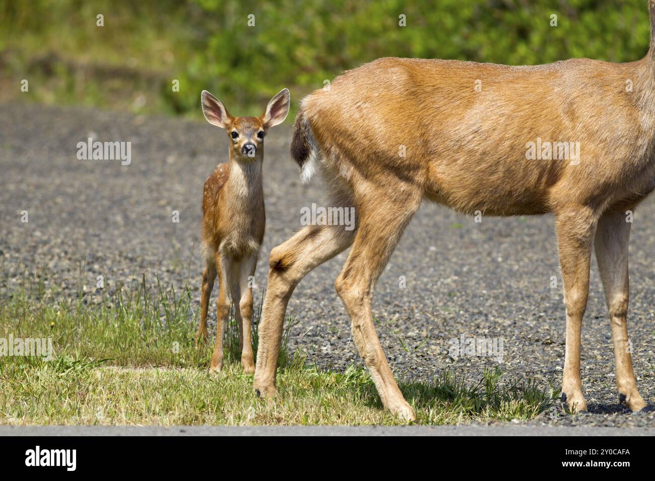 Une jeune biche à queue noire, Odocoileus hemionus columbianus, se tient derrière sa mère à Ocean Shores, Washington Banque D'Images