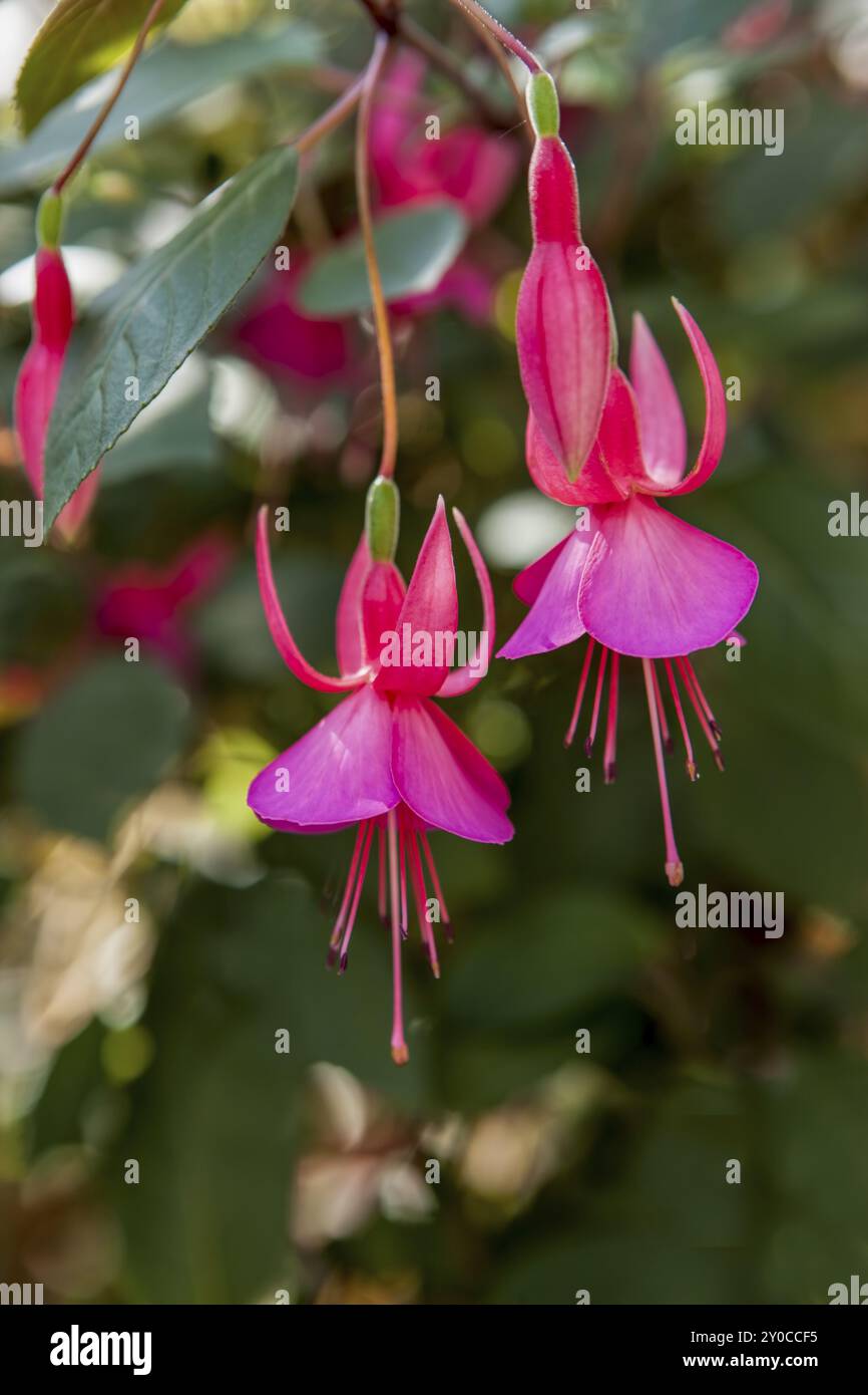 Un gros plan de deux jolies fleurs de fuchsia dans un jardin botanique Banque D'Images