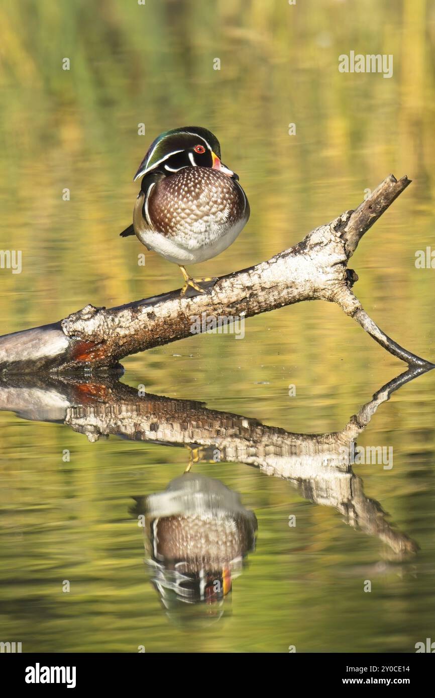 Un canard de bois mâle est perché sur un pied sur une branche sortant de l'étang calme à Spokane, Washington Banque D'Images