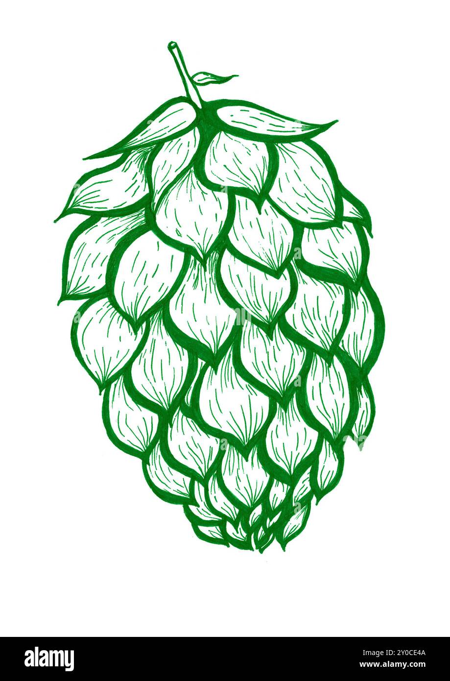 Illustration d'une plante de houblon. Tracé de contour en vert. Isolé sur fond blanc. Les feuilles ont de fines veines. Symbole de bière. Patrick's Day, Oktob Banque D'Images