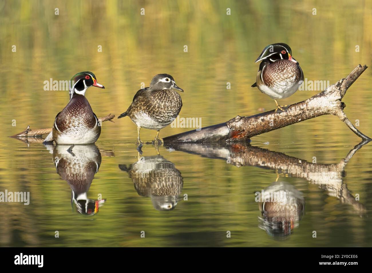 Trois canards de bois, une femelle et deux mâles, sont perchés sur une bûche qui dépasse de l'eau à Spokane, Washington Banque D'Images