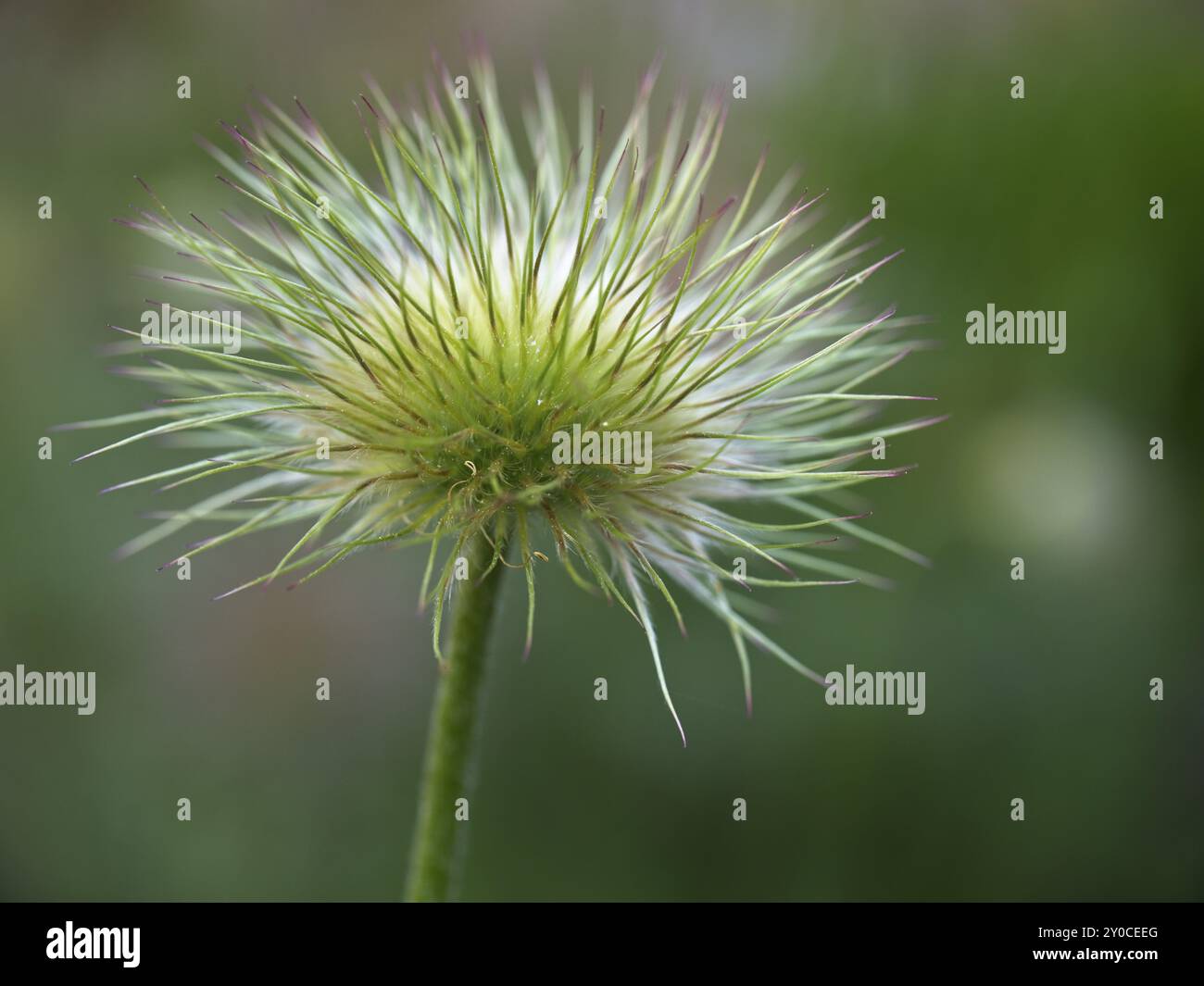 Une photo macro d'une jolie fleur pasque dans un jardin public à Spokane, Washington Banque D'Images