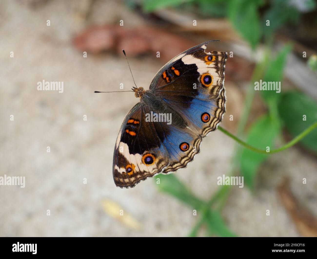 Blue Pansy papillon sur arbre avec fond vert naturel, le motif ressemble à des yeux orange sur l'aile noire et bleue et violet et jaune Banque D'Images