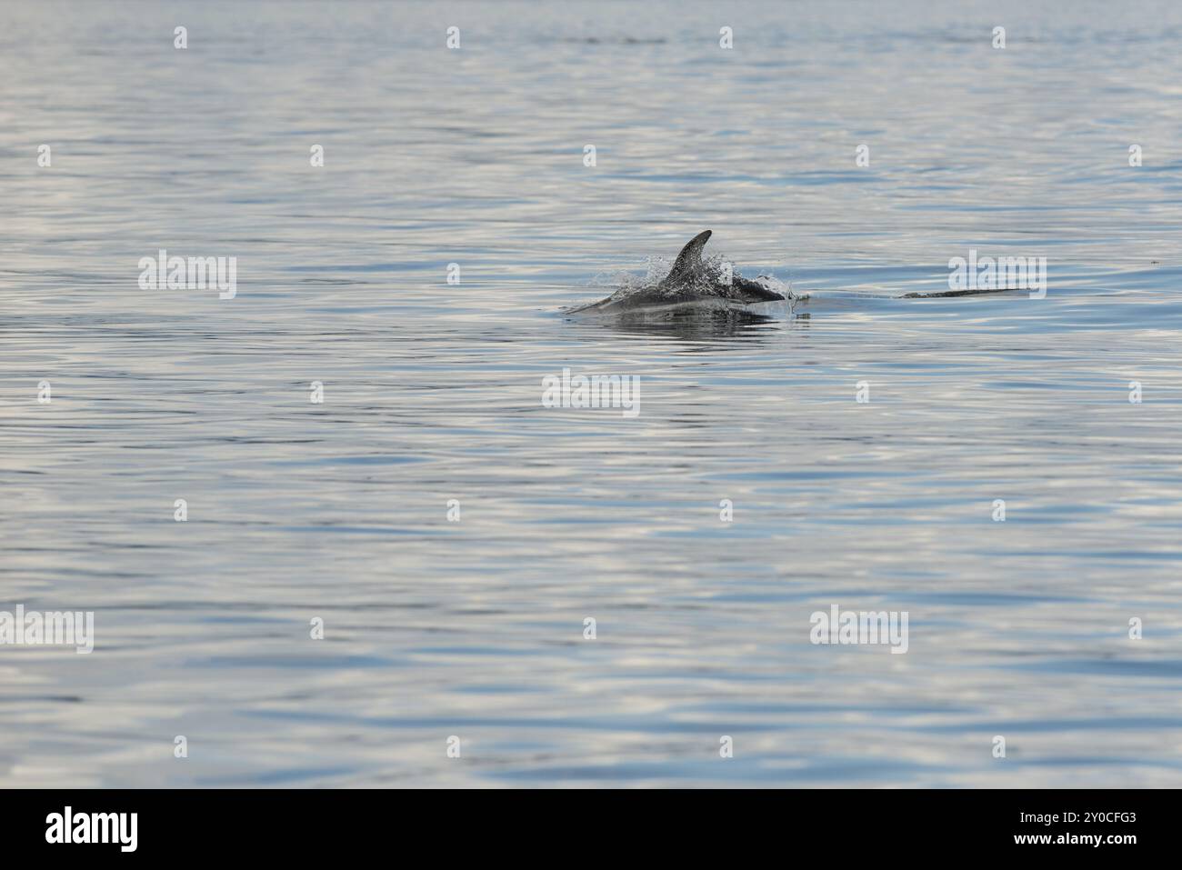 Un dauphin à rayures blanches au large de la côte ouest canadienne plonge à nouveau après avoir repris son souffle Banque D'Images