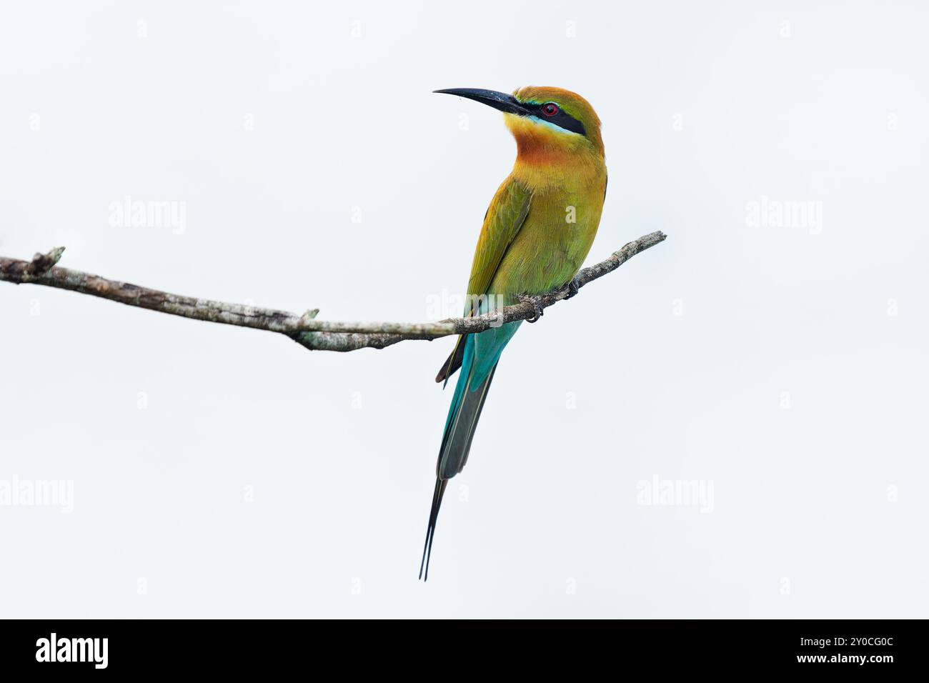 Mangeur d'abeilles à queue bleue Merops philippinus près de l'oiseau passerin dans Meropidae distribué à travers l'Asie du Sud et du Sud-est, oiseau coloré reproduction coloniale Banque D'Images
